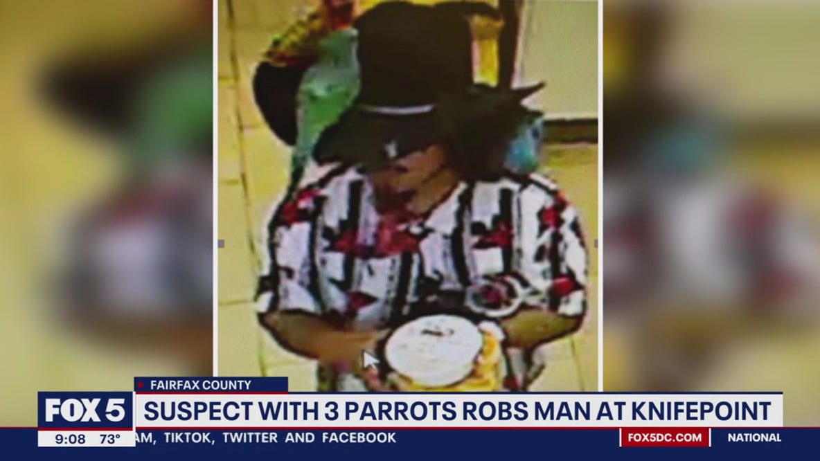 'Bird bandit': Suspect accompanied by 3 parrots robs man at knifepoint